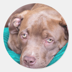 American bulldog puppy classic round sticker
