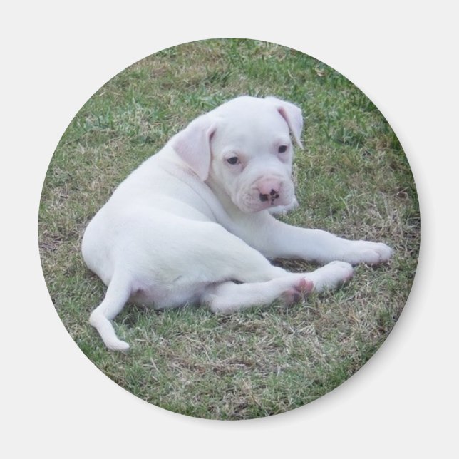 American Bulldog Puppy Magnet (Front)