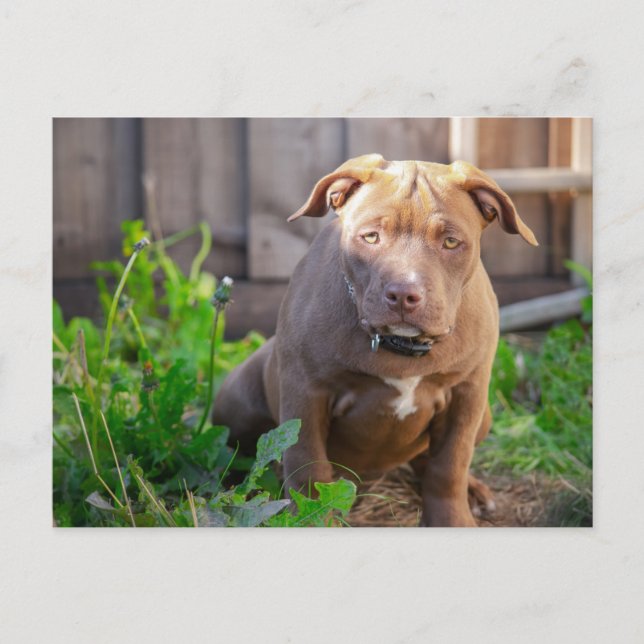 American bulldog puppy postcard (Front)