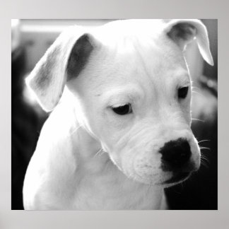 American Bulldog  Pups Poster