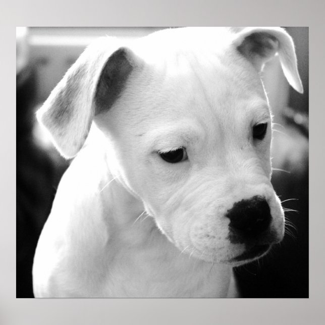 American Bulldog  Pups Poster (Front)