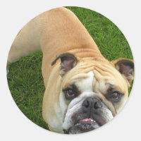 American Bulldog Stickers