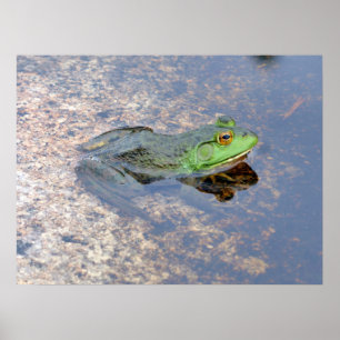 American Bullfrog in Acadia Poster