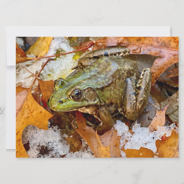 American Bullfrog in Fall Magnet (Front)