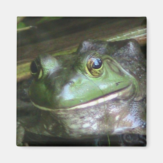 American Bullfrog Magnet (Front)