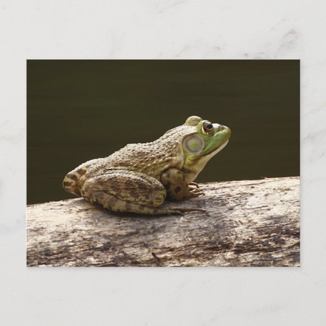 American Bullfrog Postcard (Front)