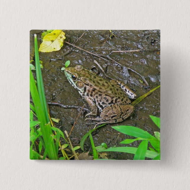 American Bullfrog - Rana catesbeiana 15 Cm Square Badge (Front)