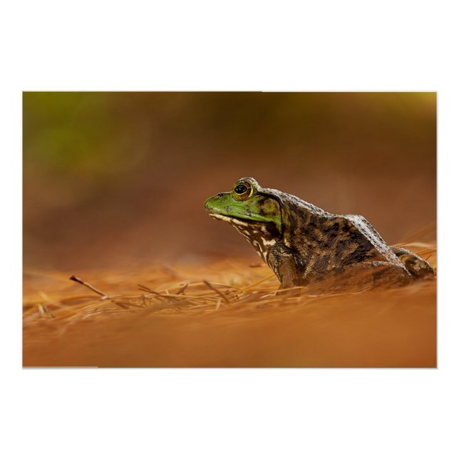 American Bullfrog Sitting on Pine Needles Poster (Front)