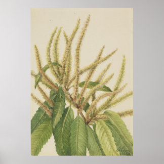 American Chestnut (Castanea dentata) Poster