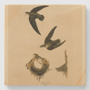 American (Chimney) Swift Audubon, Birds of America Stone Coaster