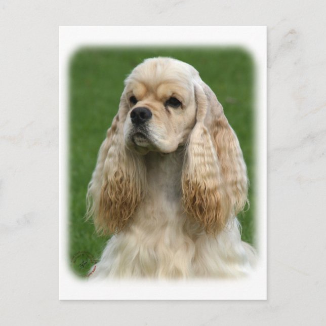 American Cocker Spaniel 9Y244D-035_2 Postcard (Front)