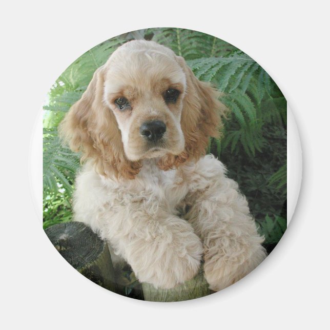 American Cocker Spaniel Dog And The Green Fern Magnet (Front)