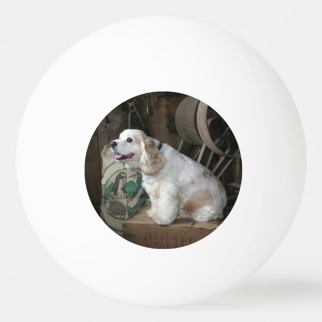 american cocker spaniel sitting ping pong ball (Front)
