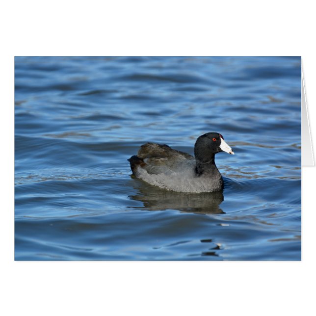 American Coot (Front Horizontal)