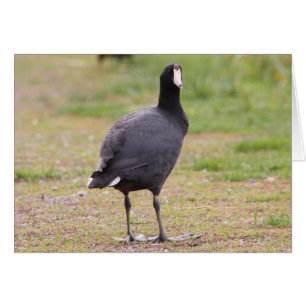 American Coot