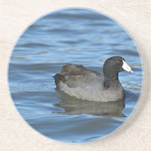 American Coot Coaster