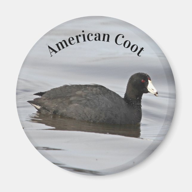 American Coot Magnet (Front)