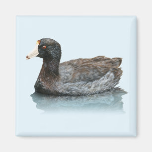 American Coot Magnet