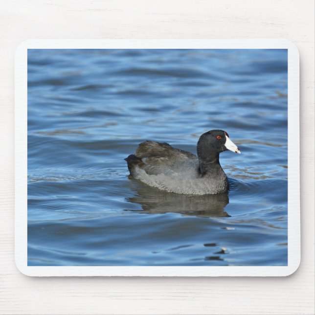 American Coot Mouse Pad (Front)