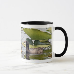 American Coot Mug