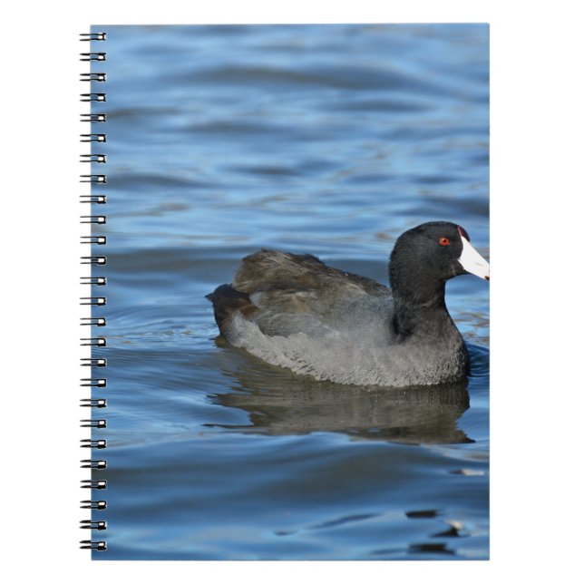 American Coot Notebook (Front)