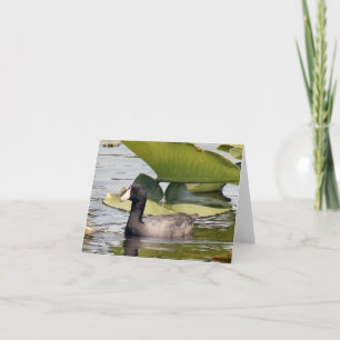 American Coot Photo Folded Note Card