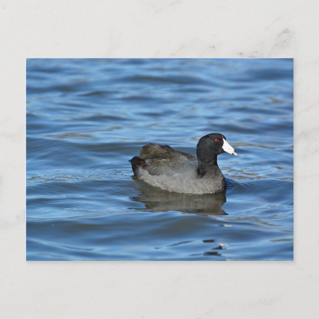 American Coot Postcard (Front)