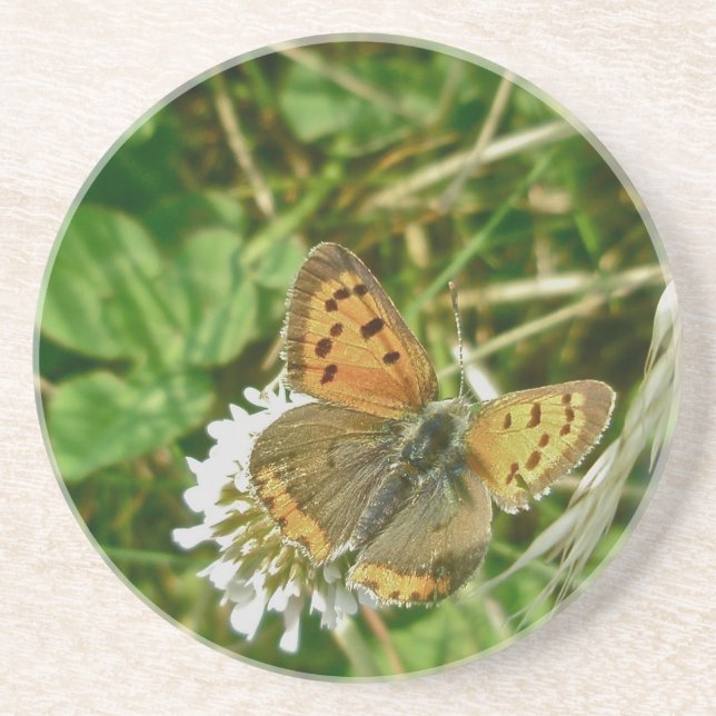 American Copper Butterfly Coaster (Front)