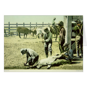 American cowboys branding a calf, c.1900 (photo)