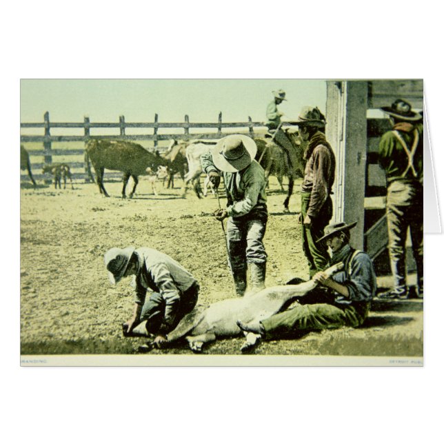 American cowboys branding a calf, c.1900 (photo) (Front Horizontal)
