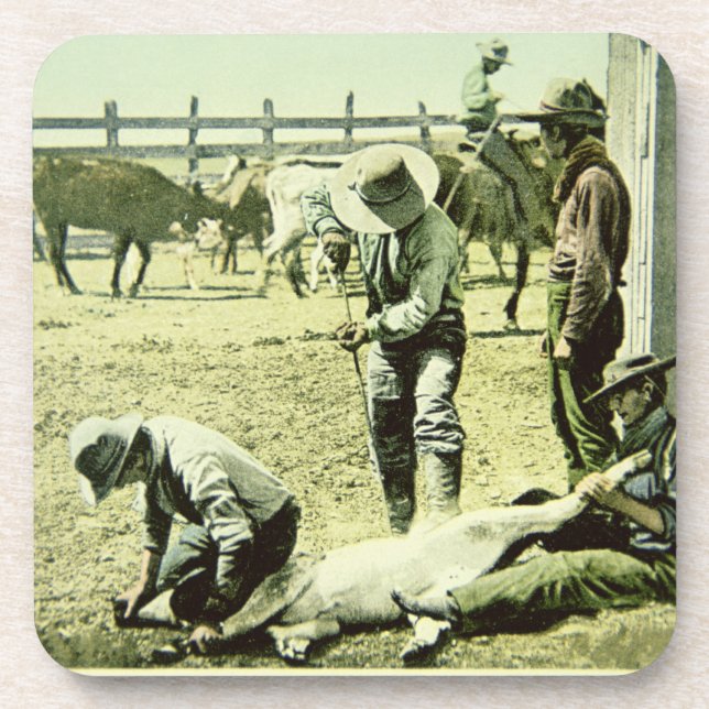 American cowboys branding a calf, c.1900 (photo) coaster (Front)