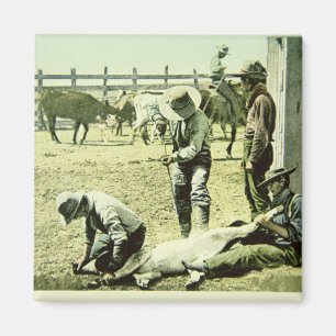 American cowboys branding a calf, c.1900 (photo) magnet