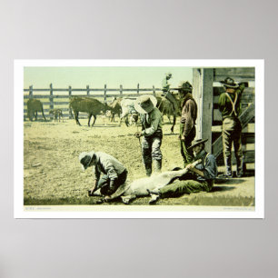 American cowboys branding a calf, c.1900 (photo) poster