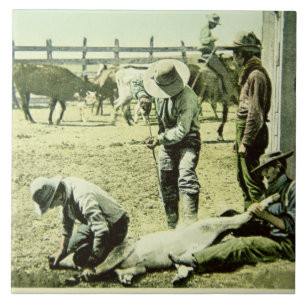 American cowboys branding a calf, c.1900 (photo) tile