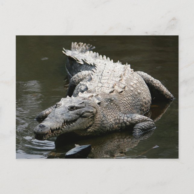 American crocodile (Crocodylus acutus) Postcard (Front)