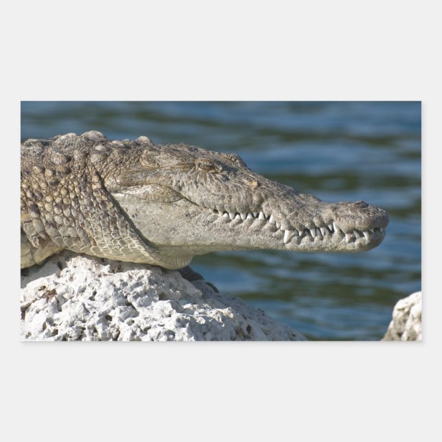American Crocodile Rectangular Sticker (Front)