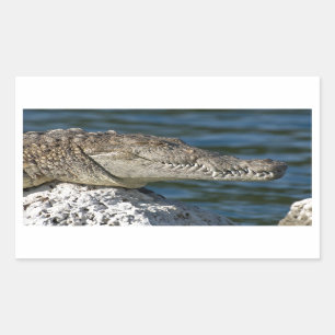 American Crocodile Rectangular Sticker
