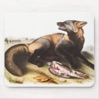 American Cross Fox (Canis vulpes) Illustration