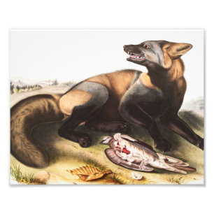American Cross Fox (Canis vulpes) Illustration Photo Print