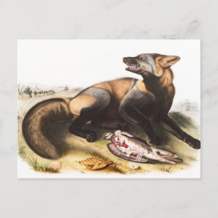 American Cross Fox (Canis vulpes) Illustration Postcard