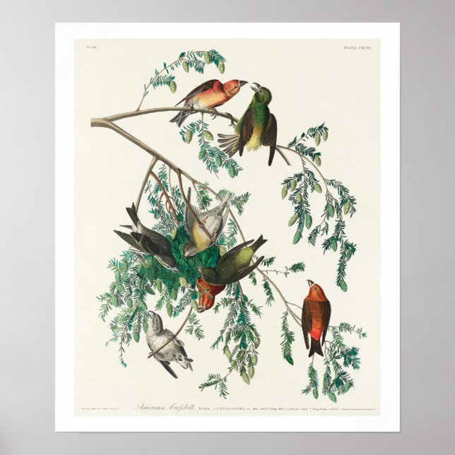 American Crossbill by Audubon Poster (Front)