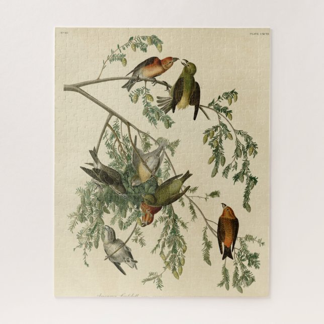 American Crossbill from Audubon's Birds of America Jigsaw Puzzle (Vertical)