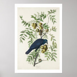 American Crow by Audubon Poster