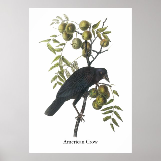 American Crow, John James Audubon Poster (Front)