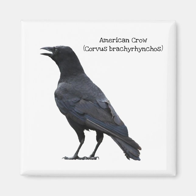 American Crow Magnet (Front)