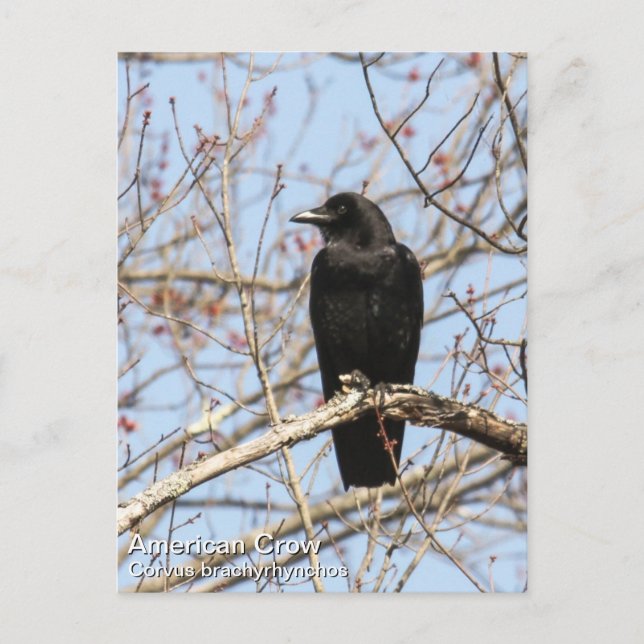 American Crow Postcard (Front)