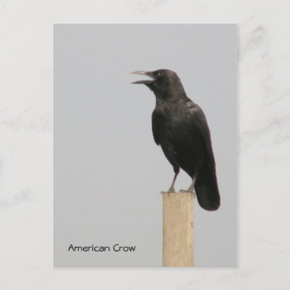 American Crow Postcard