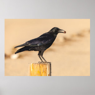 American Crow Poster