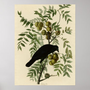 American Crow Poster
