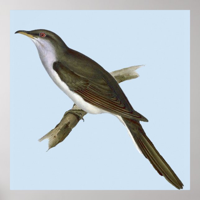 American Cuckoo Bird Poster (Front)